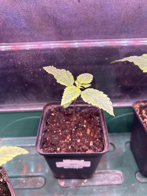 Outdoor 2026. Week 1 - Fruty Durban 2