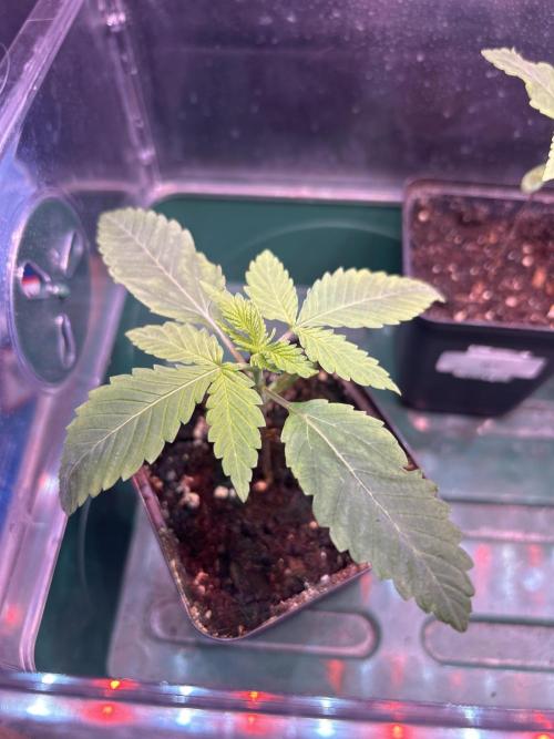 Outdoor 2026. Week 1 - Fruty Durban 1