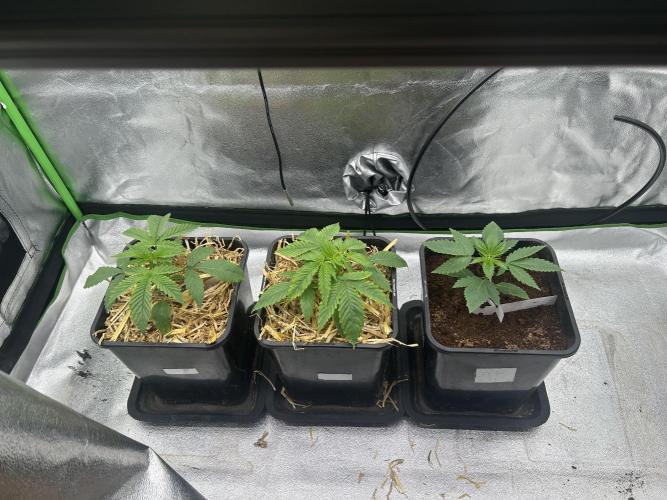 Outdoor 2026. Week 2