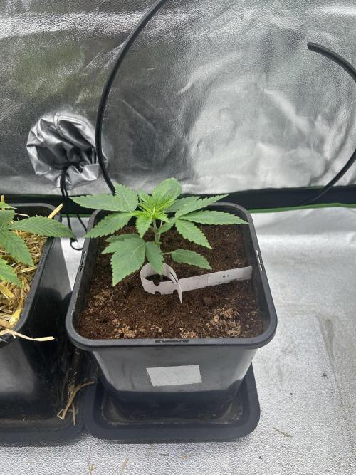 Outdoor 2026. Week 2 - Fruty Durban 2