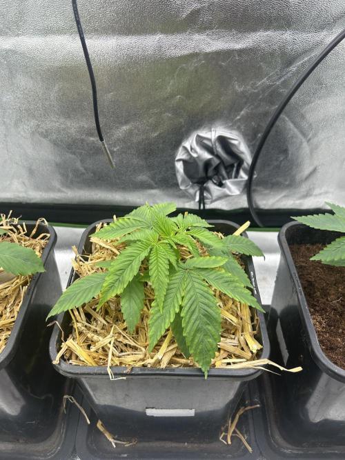 Outdoor 2026. Week 2 - Fruty Durban 1