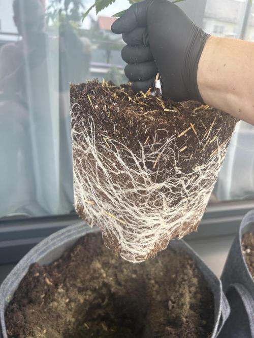 Outdoor 2026. Week 4 - Fruty Durban 2