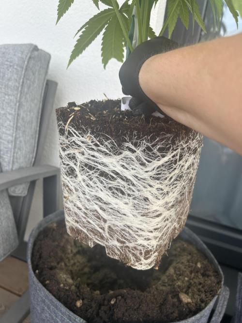 Outdoor 2026. Week 4 - Fruty Durban 