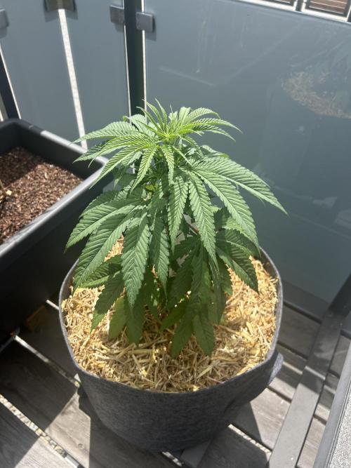 Outdoor 2026. Week 4 - Fruty Durban 2