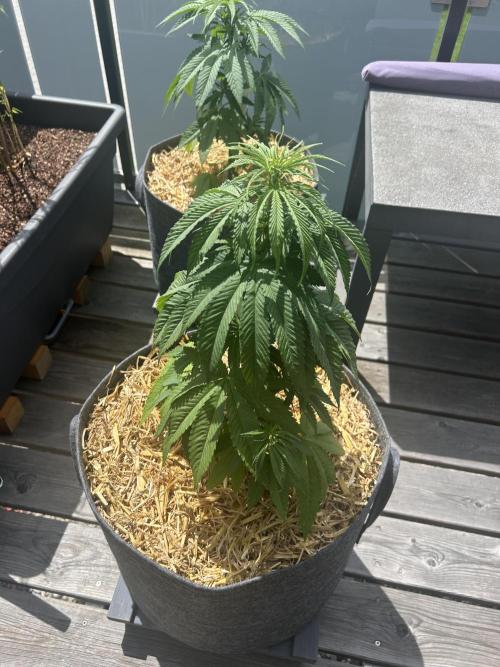 Outdoor 2026. Week 4 - Fruty Durban 