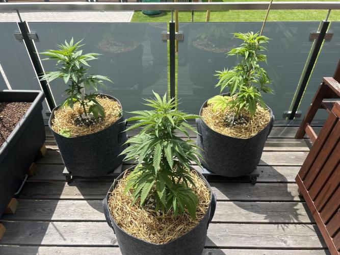Outdoor 2026. Week 4