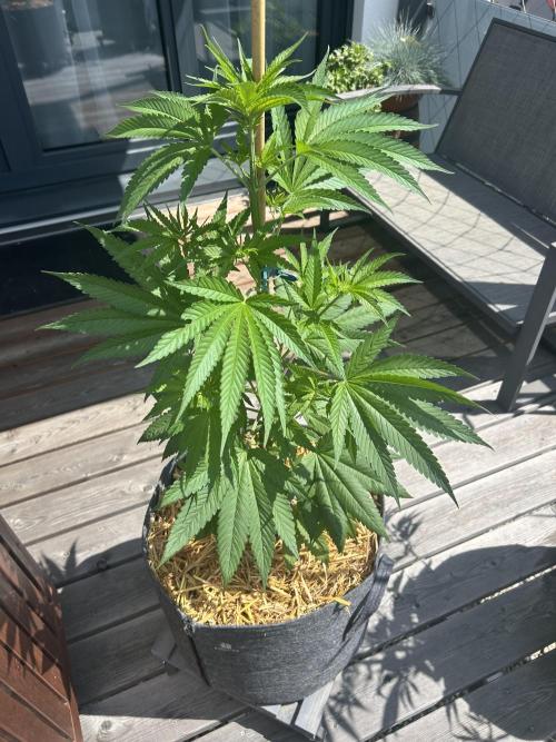 Outdoor 2026. Week 5 - Fruty Durban 2 