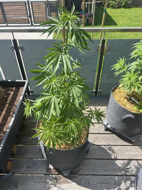 Outdoor 2026. Week 5 - Fruty Durban