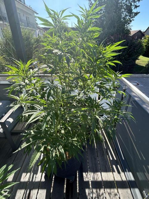 Outdoor 2026. Week 7