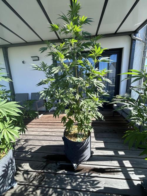 Outdoor 2026. Week 7