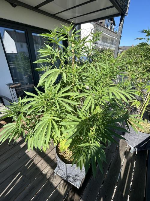 Outdoor 2026. Week 8