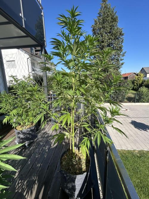 Outdoor 2026. Week 8