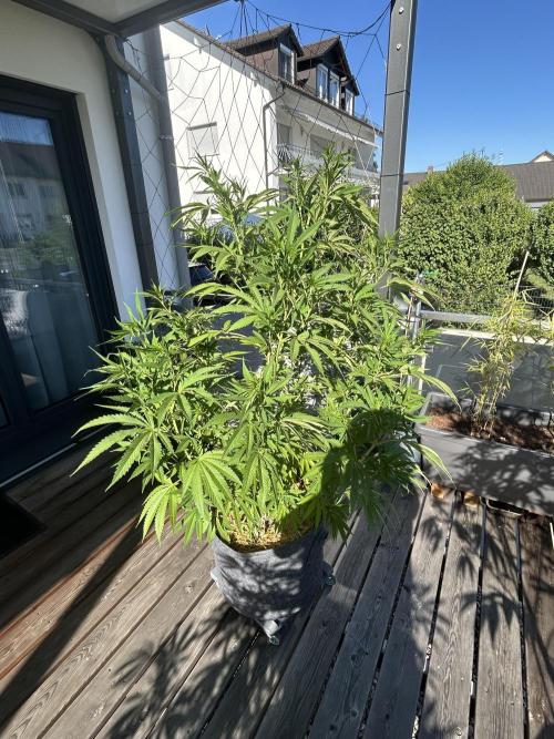 Outdoor 2026. Week 8