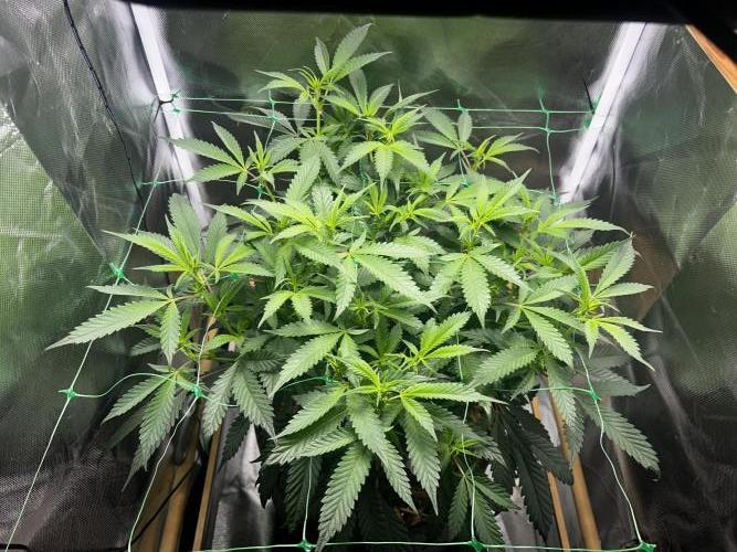 Bananaconda #4. Week 6