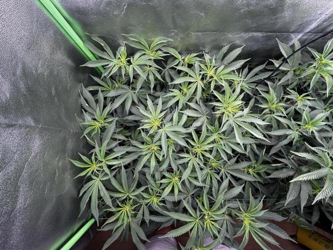 Permanent Chimera #35. Week 6