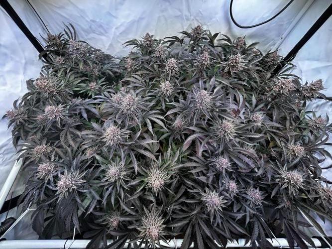 Super Buff Cherry #26 - no-till. Week 13