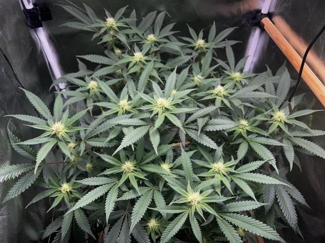 Bananaconda #4. Week 8