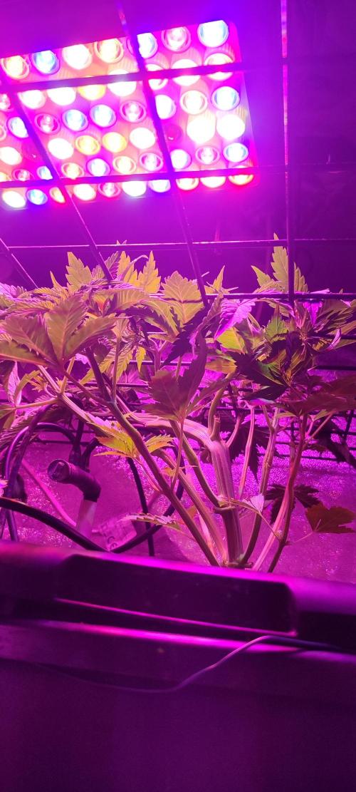 Auto Divine Rapier hydroponics. Week 4 - 22 jours