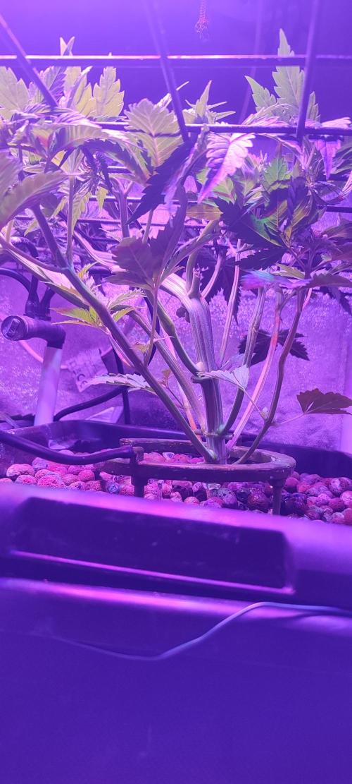 Auto Divine Rapier hydroponics. Week 4 - 22 jours