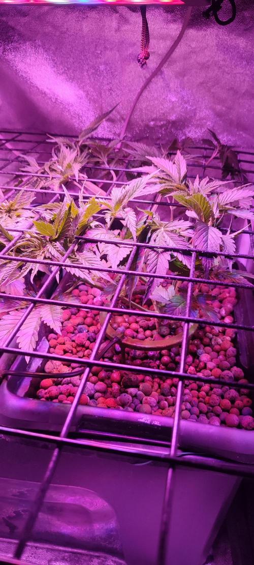 Auto Divine Rapier hydroponics. Week 4 - 22 jours