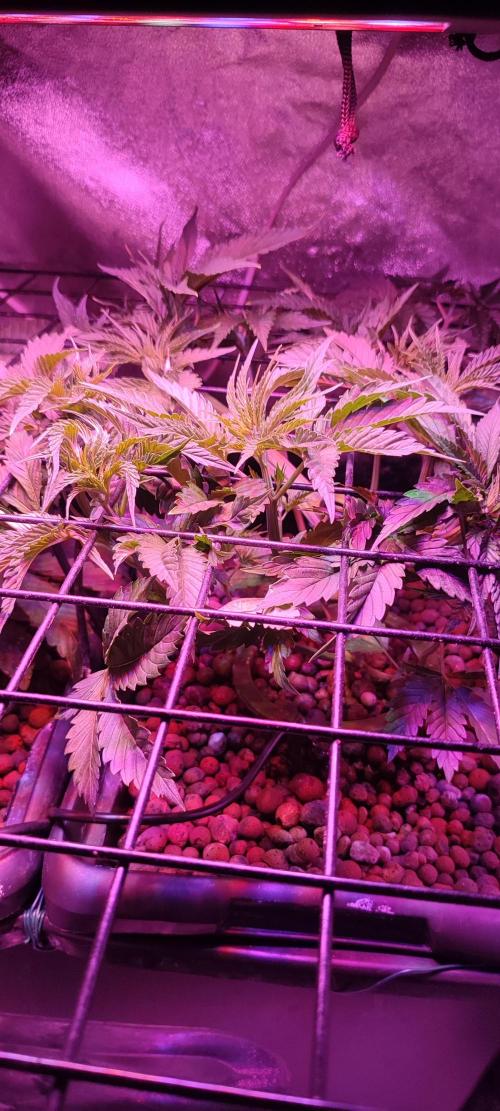 Auto Divine Rapier hydroponics. Week 4 - 23 jours
