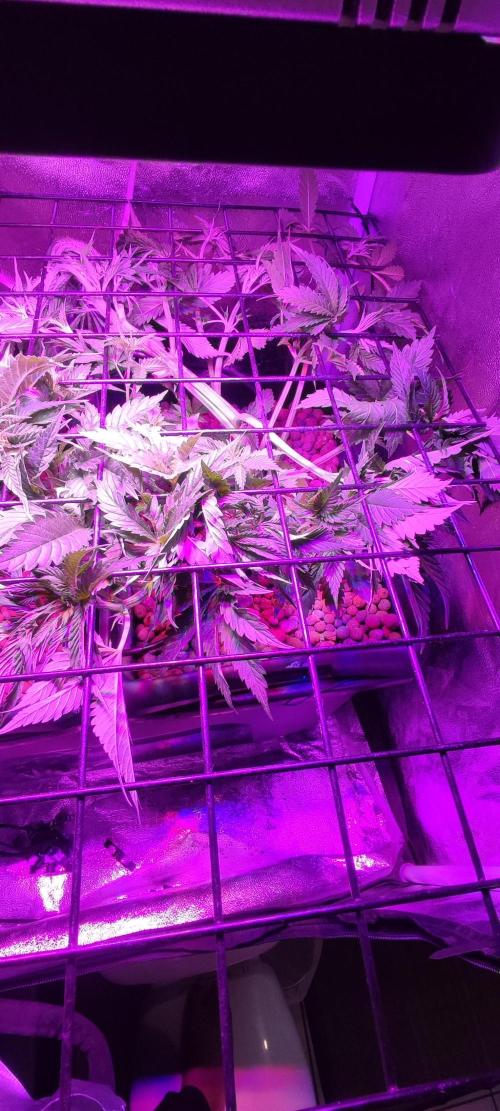 Auto Divine Rapier hydroponics. Week 4