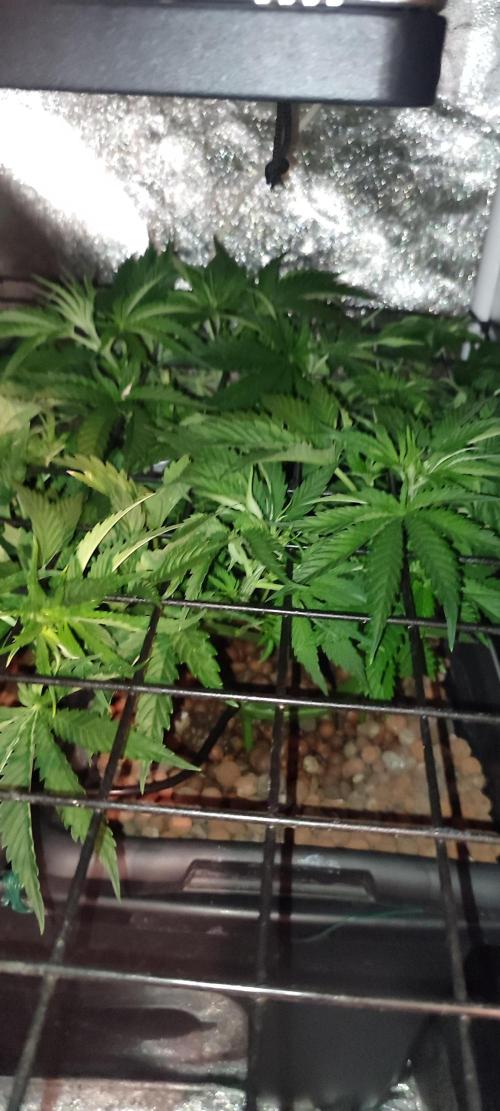 Auto Divine Rapier hydroponics. Week 4
