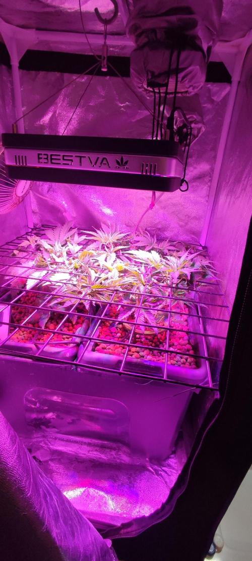 Auto Divine Rapier hydroponics. Week 4