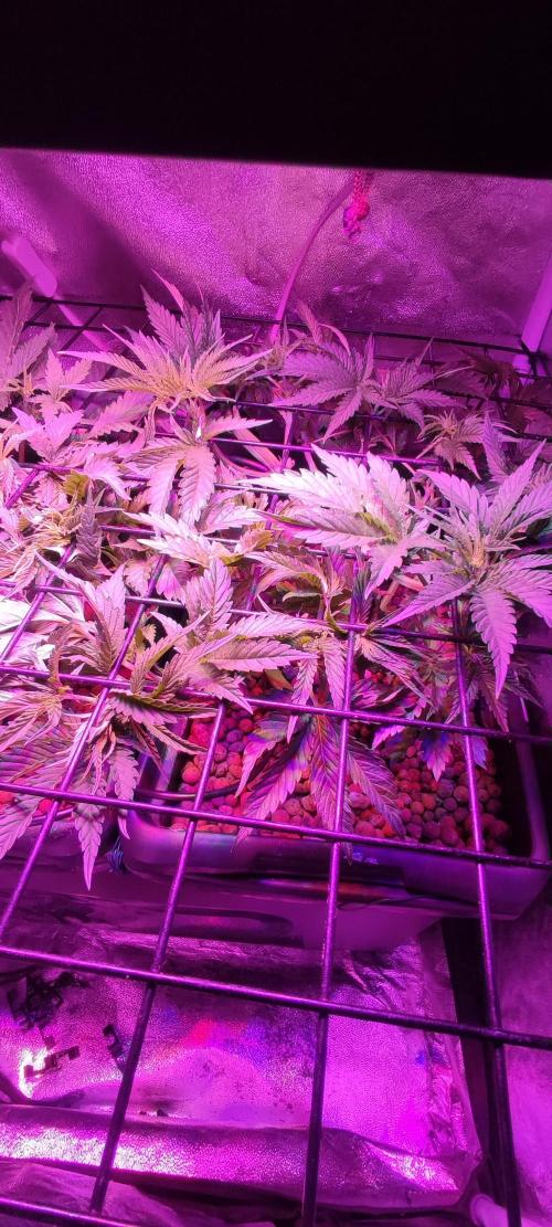 Auto Divine Rapier hydroponics. Week 4