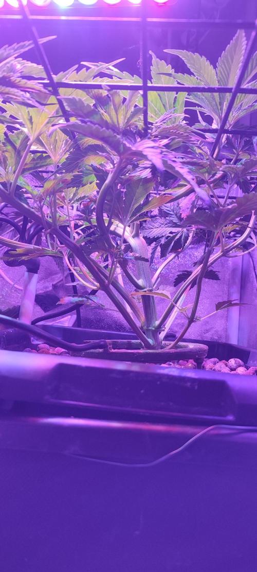 Auto Divine Rapier hydroponics. Week 4