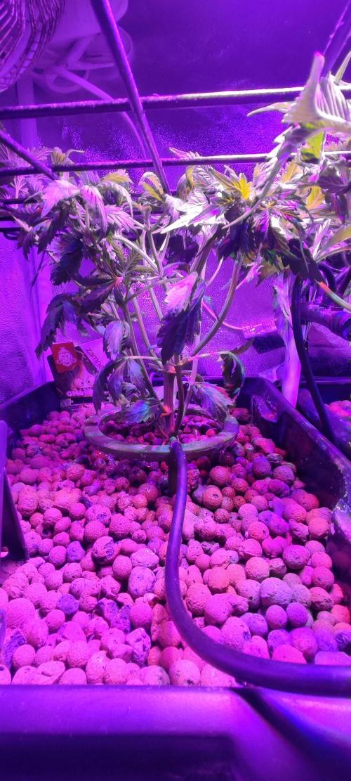 GMO cookies zamnesia hydroponics. Week 4