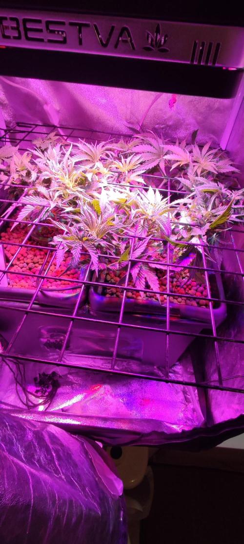 Auto Divine Rapier hydroponics. Week 4