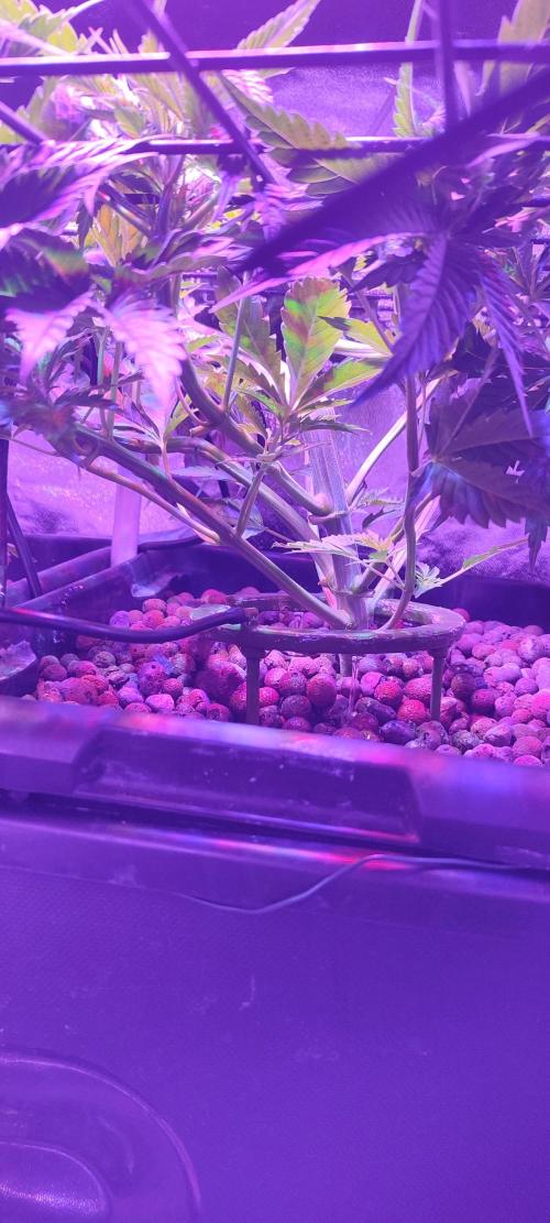 Auto Divine Rapier hydroponics. Week 4