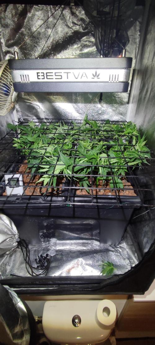 Auto Divine Rapier hydroponics. Week 5