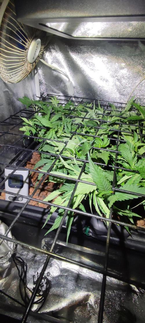 Auto Divine Rapier hydroponics. Week 5