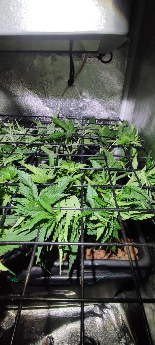 Auto Divine Rapier hydroponics. Week 5