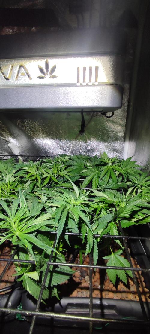 Auto Divine Rapier hydroponics. Week 5