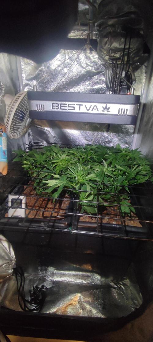 Auto Divine Rapier hydroponics. Week 5