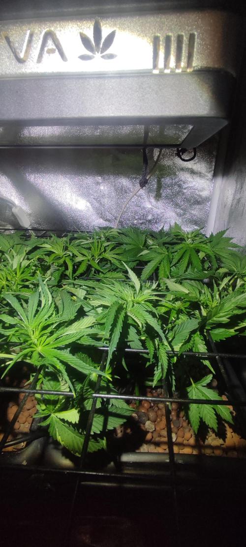 Auto Divine Rapier hydroponics. Week 5