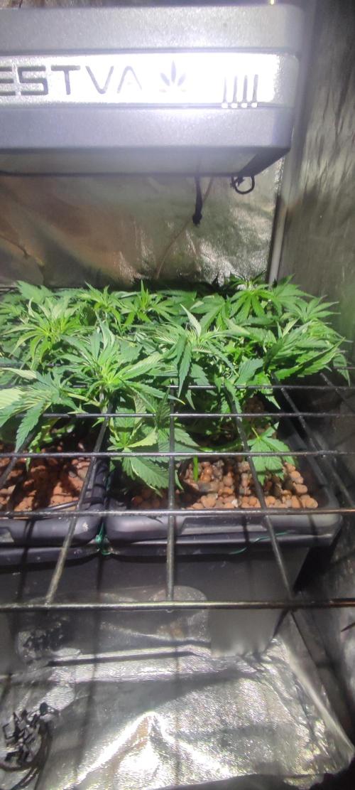 Auto Divine Rapier hydroponics. Week 5
