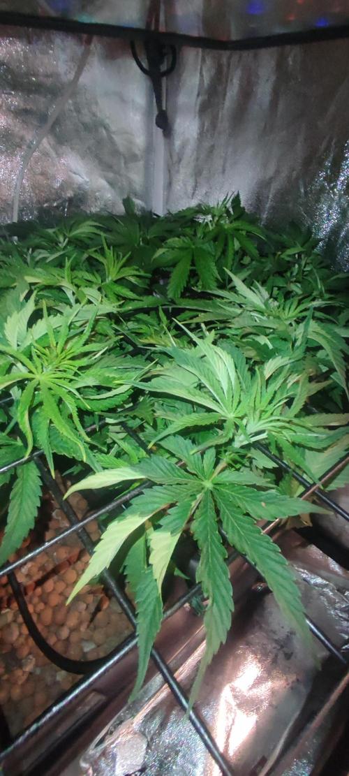 Auto Divine Rapier hydroponics. Week 5