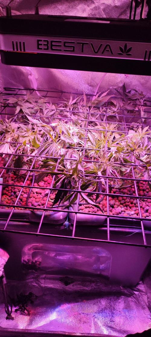 Auto Divine Rapier hydroponics. Week 5