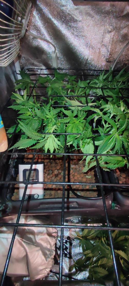 Auto Divine Rapier hydroponics. Week 5