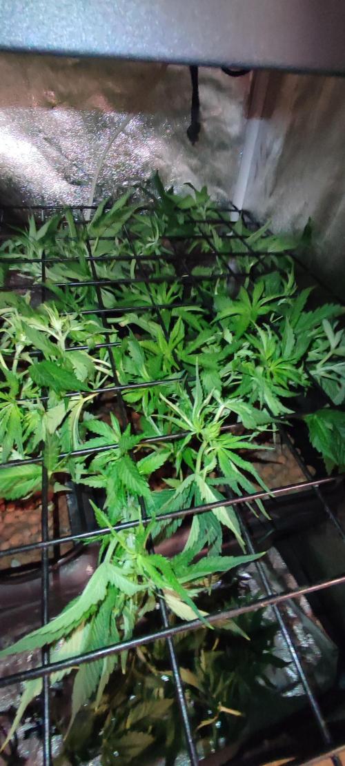 Auto Divine Rapier hydroponics. Week 5