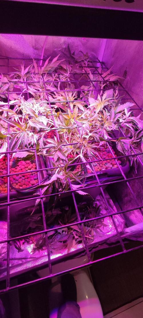 Auto Divine Rapier hydroponics. Week 5