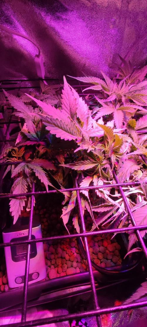 Auto Divine Rapier hydroponics. Week 5