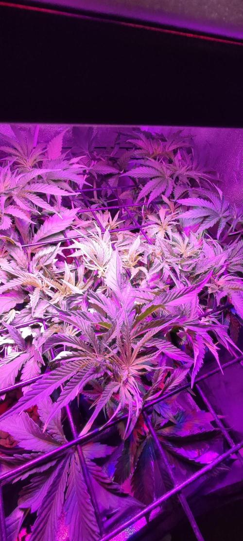 Auto Divine Rapier hydroponics. Week 5