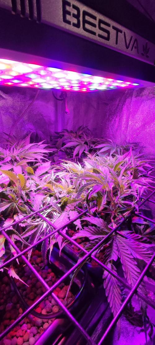 Auto Divine Rapier hydroponics. Week 5