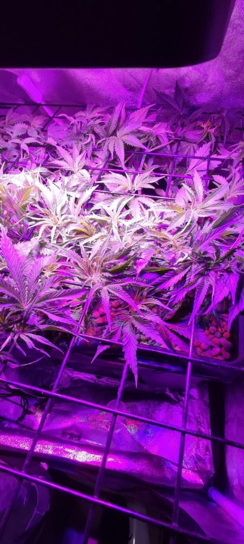 Auto Divine Rapier hydroponics. Week 5