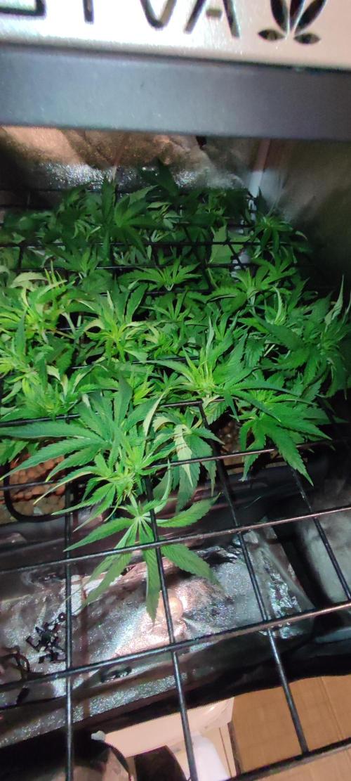 Auto Divine Rapier hydroponics. Week 5